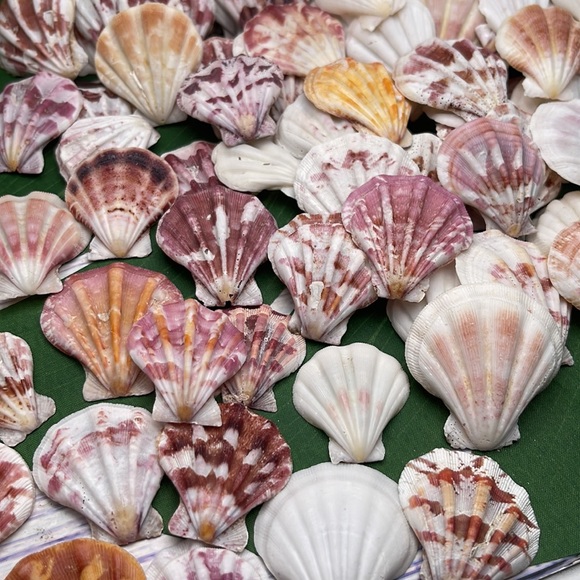 Gorgeous Folded Scallop Seashells Mixed Lot for Jewelry DIY or Nautical Decor - Picture 1 of 13